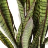 Kare Deco Plant Sansewieria 155cm Ref 60718