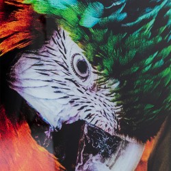 Kare Glass Picture Tropical Parrot 120x80cm Ref 53089