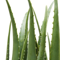 Kare Deco Plant Aloe 69cm Ref 60724