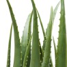 Kare Deco Plant Aloe 69cm Ref 60724