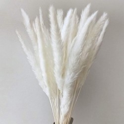 Cavendish Dry Seed Grass