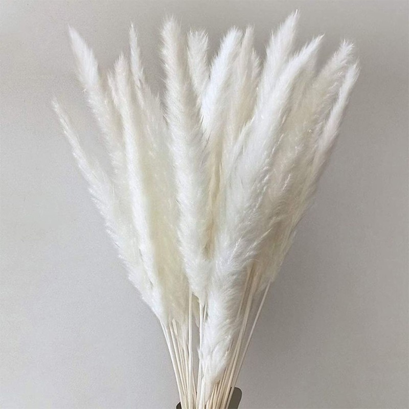 Cavendish Dry Seed Grass