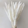 Cavendish Dry Seed Grass