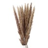 Cavendish Natural Flower Dry Reed Grass