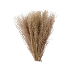 Cavendish Buddha Dust Flower Dry Seed Grass