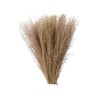 Cavendish Buddha Dust Flower Dry Seed Grass