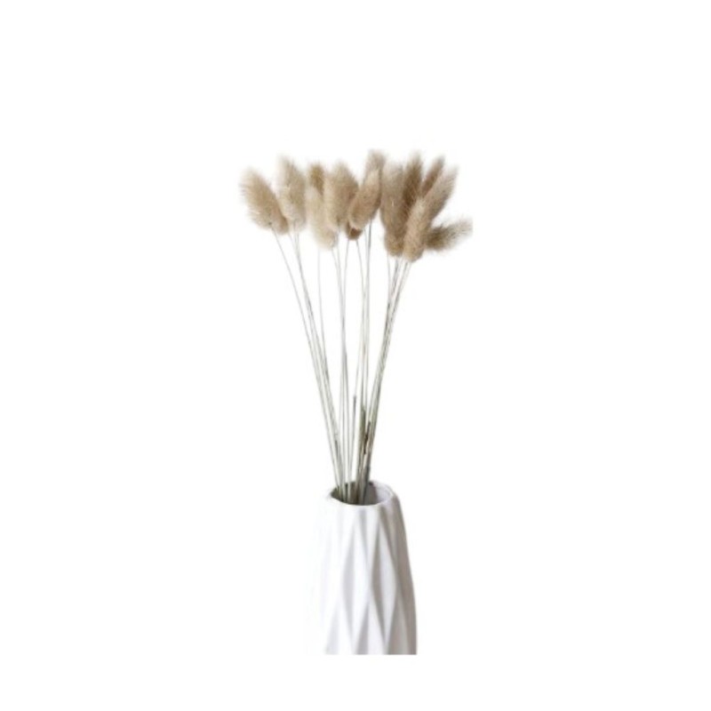 Cavendish Ears Of Wheat Dry Seed Grass