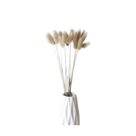 Cavendish Ears Of Wheat Dry Seed Grass