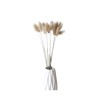 Cavendish Ears Of Wheat Dry Seed Grass