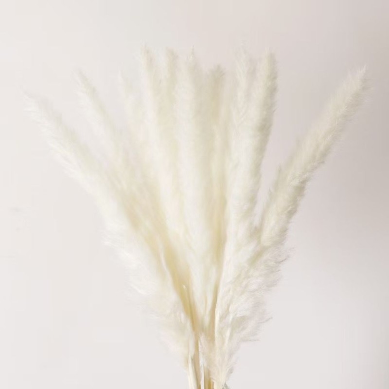 Cavendish Natural Dry Seed Grass