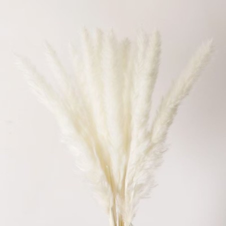 Cavendish Natural Dry Seed Grass