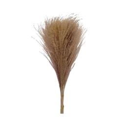 Cavendish Buddha Dust Flower Dry Seed Grass