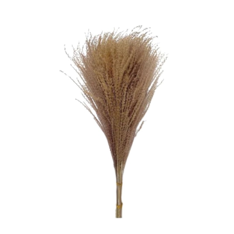 Cavendish Buddha Dust Flower Dry Seed Grass