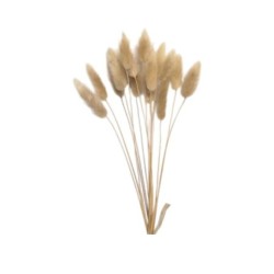 Cavendish Dry Seed Grass